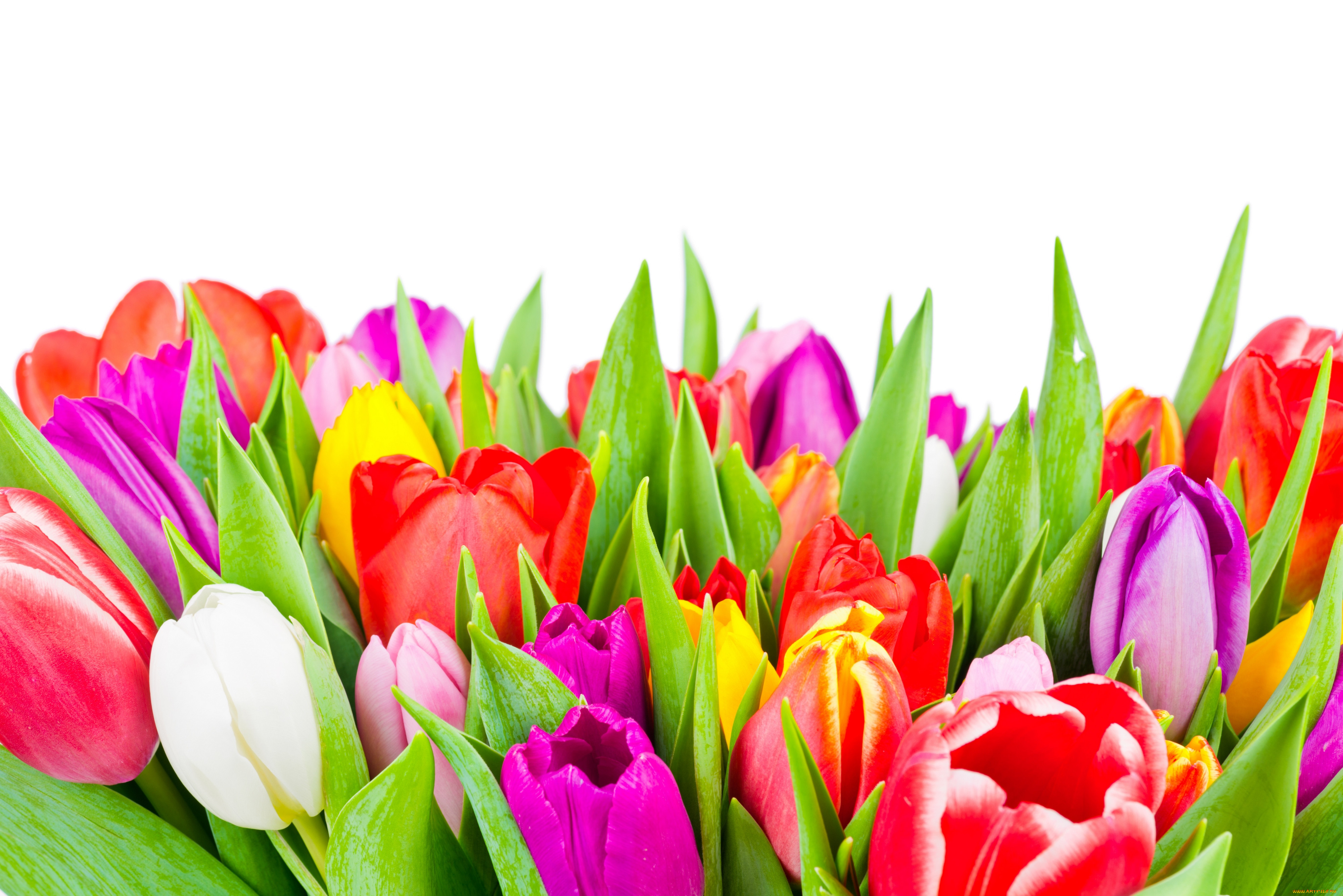 , , tulips, colorful, flowers